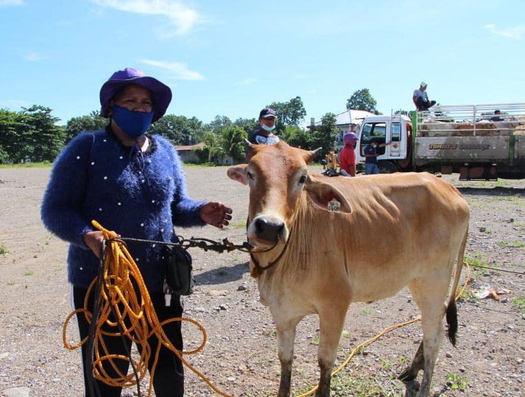 30 ZDN farmers receive SAAD’s cattle raising project