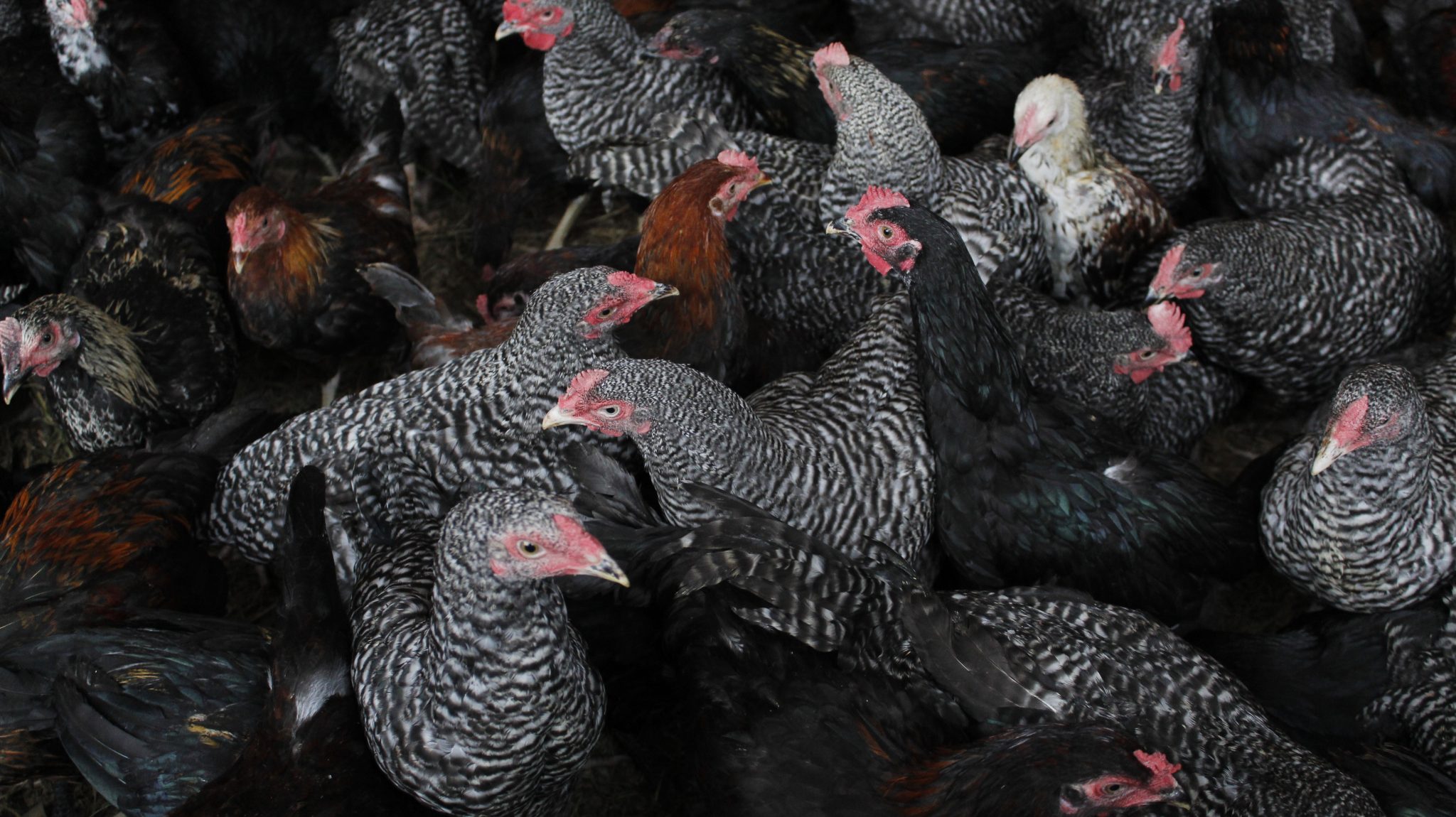 SAAD to establish free-range chicken multiplier farms in 17 NorMin towns