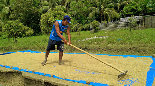 Catanduanes rice farmers harvest 82.35mt palay for the first cropping season