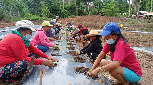 Season-long FFS launched in Catanduanes for women SAAD farmers