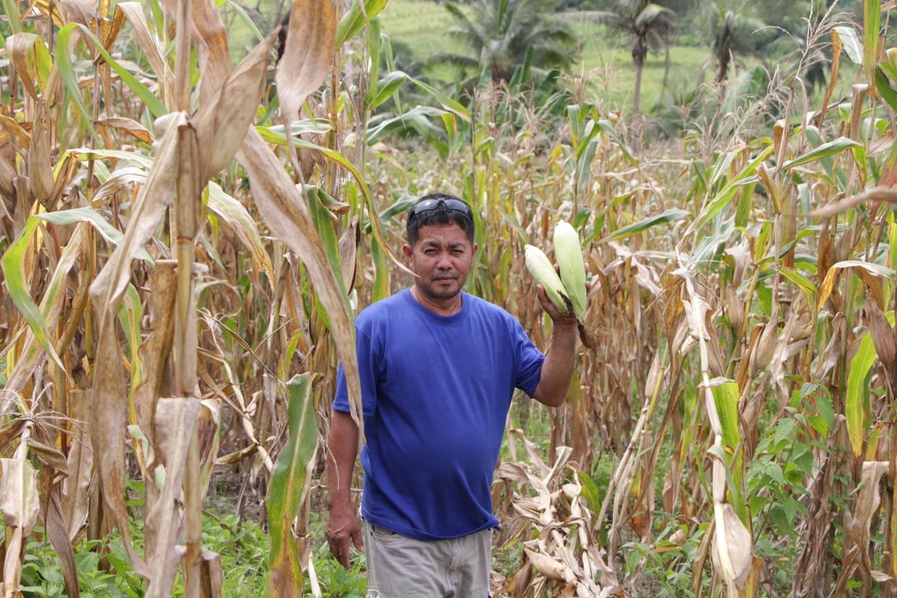 Sweet Corn production: Jessie’s livelihood enterprise through social media marketing strategy