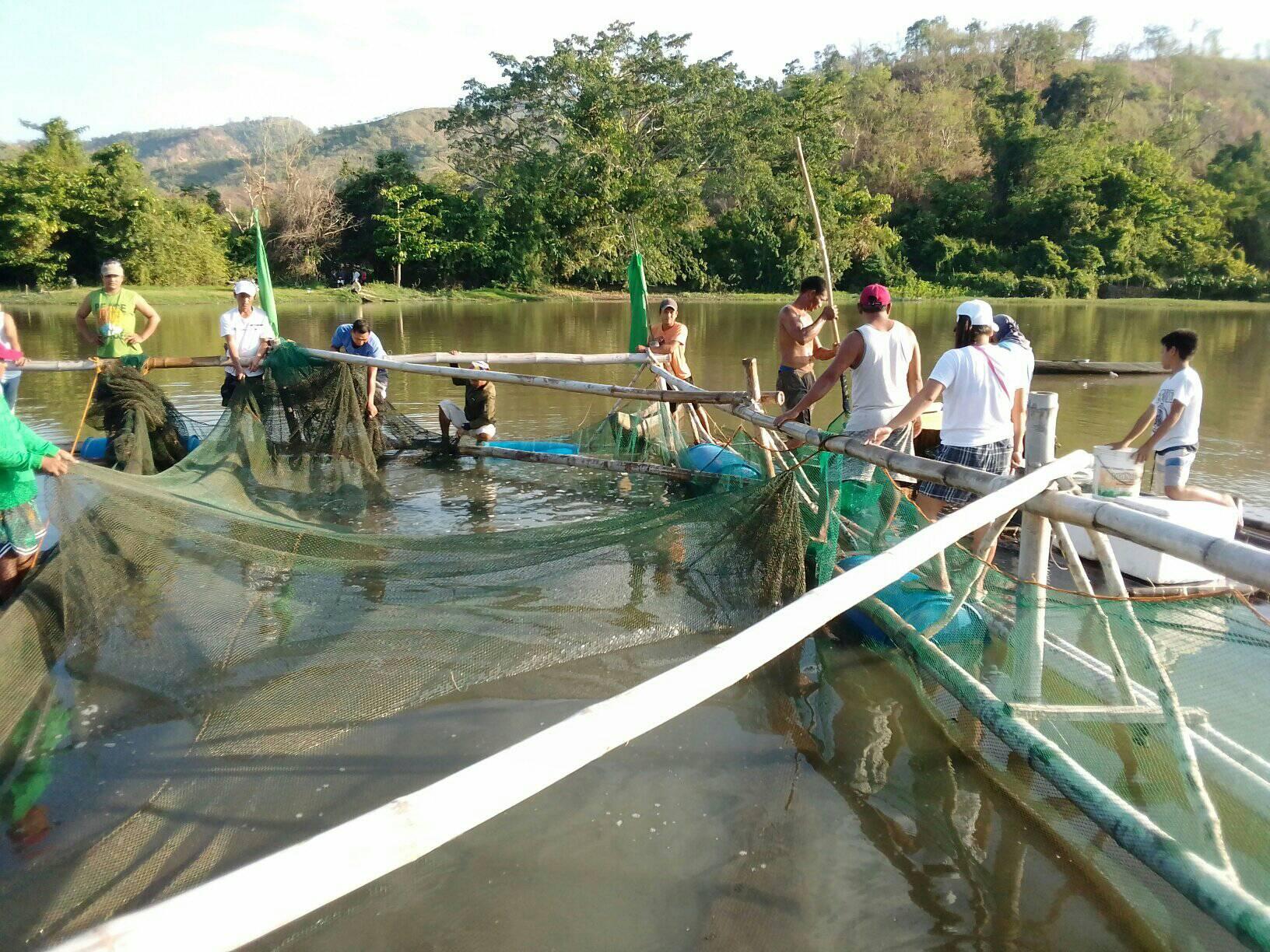 BFAR SAAD-Region 4B distributes tilapia fingerlings to Occ Min fishers