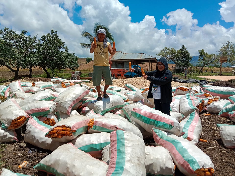 24 Alamada farmers bag Php 1.5M income from corn harvest