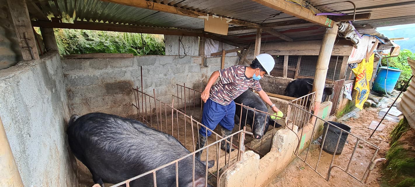 SAAD farmer in Mt Province increases pig production by threefolds