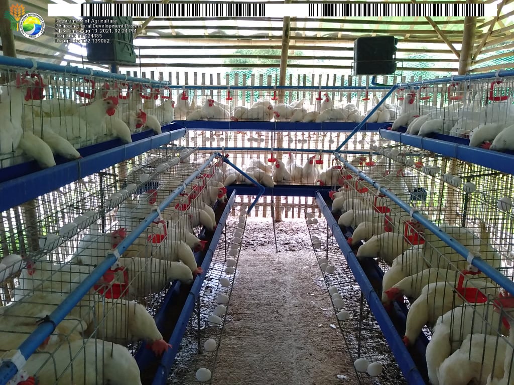 4 Antique FAs earn Php 48K within a month from egg production