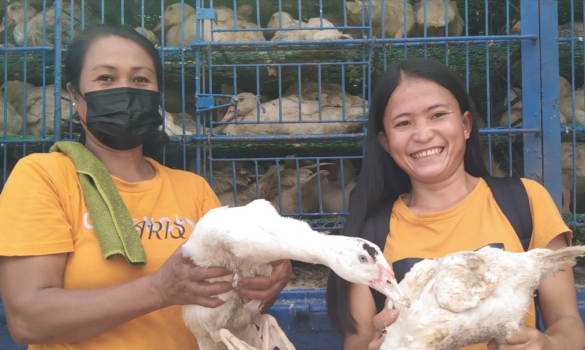 DA-SAAD CAR awards 800 ducks to Apayao poultry raisers