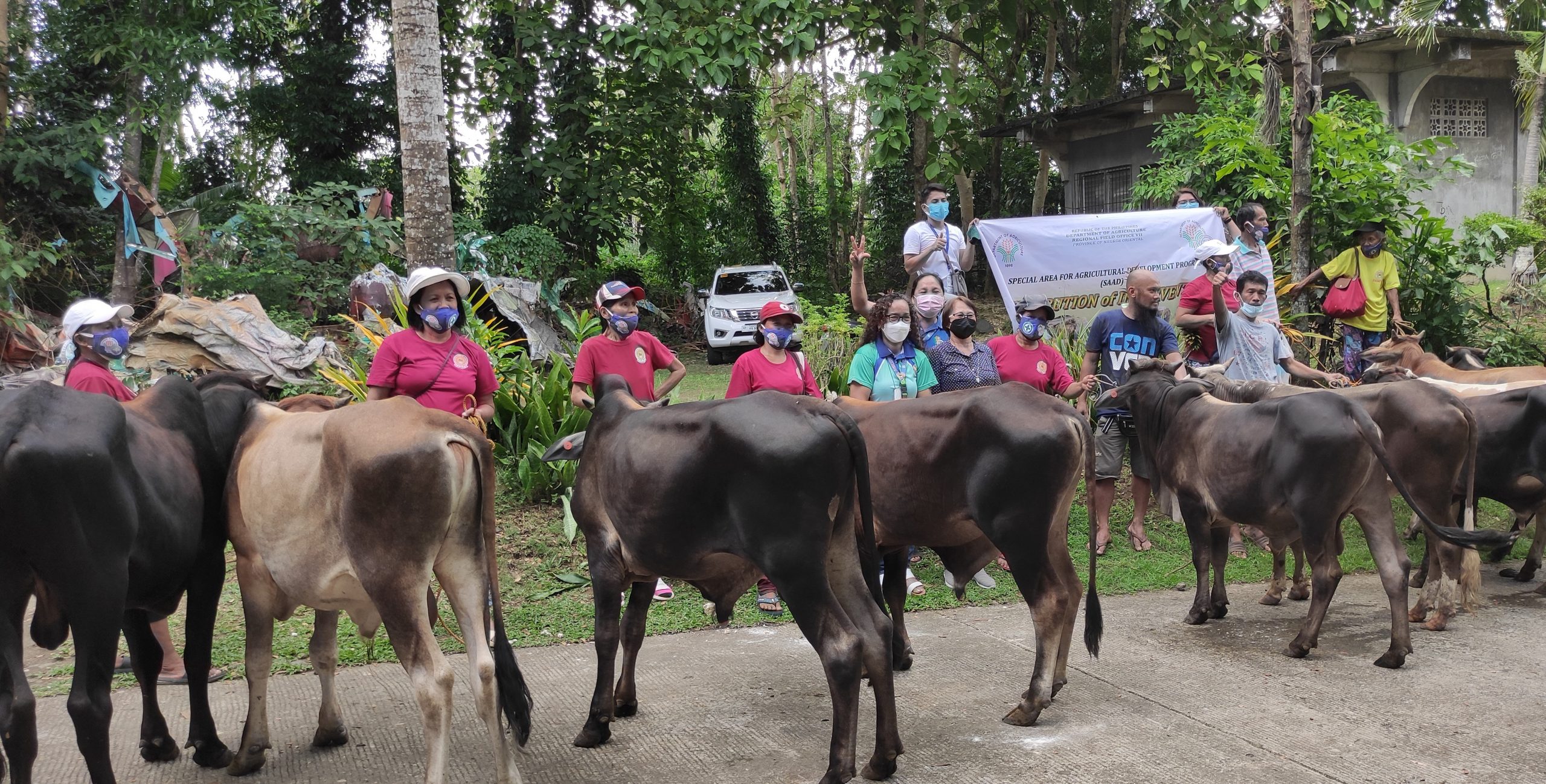 SAAD Negros Oriental provides Php 1.4M cattle fattening project to farmers in Mabinay