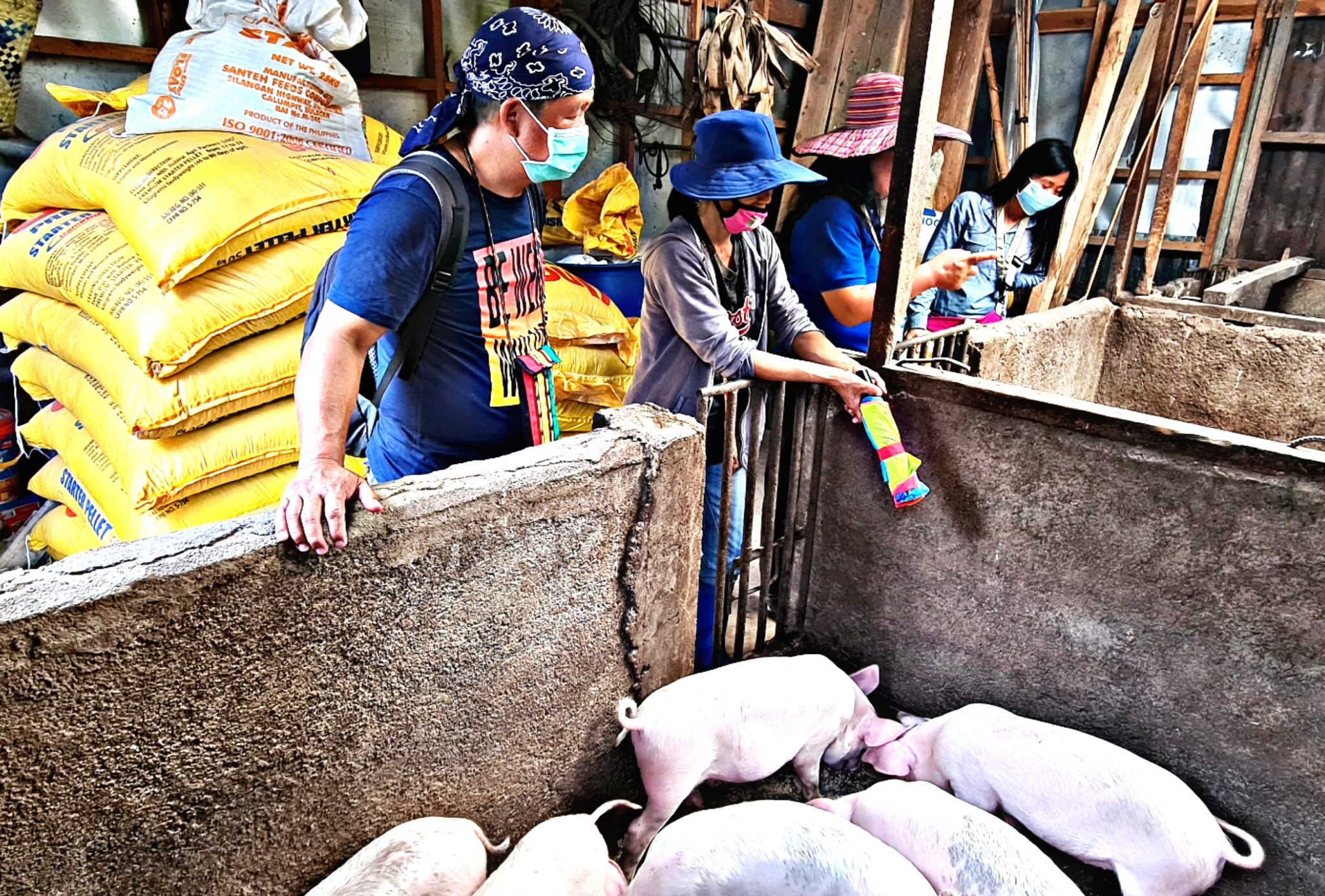 Sagada women lead SAAD swine raising project towards enterprise