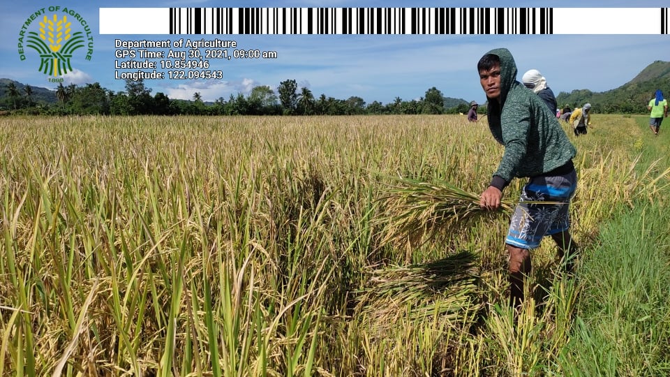 San Remigio rice farmers increase income threefold