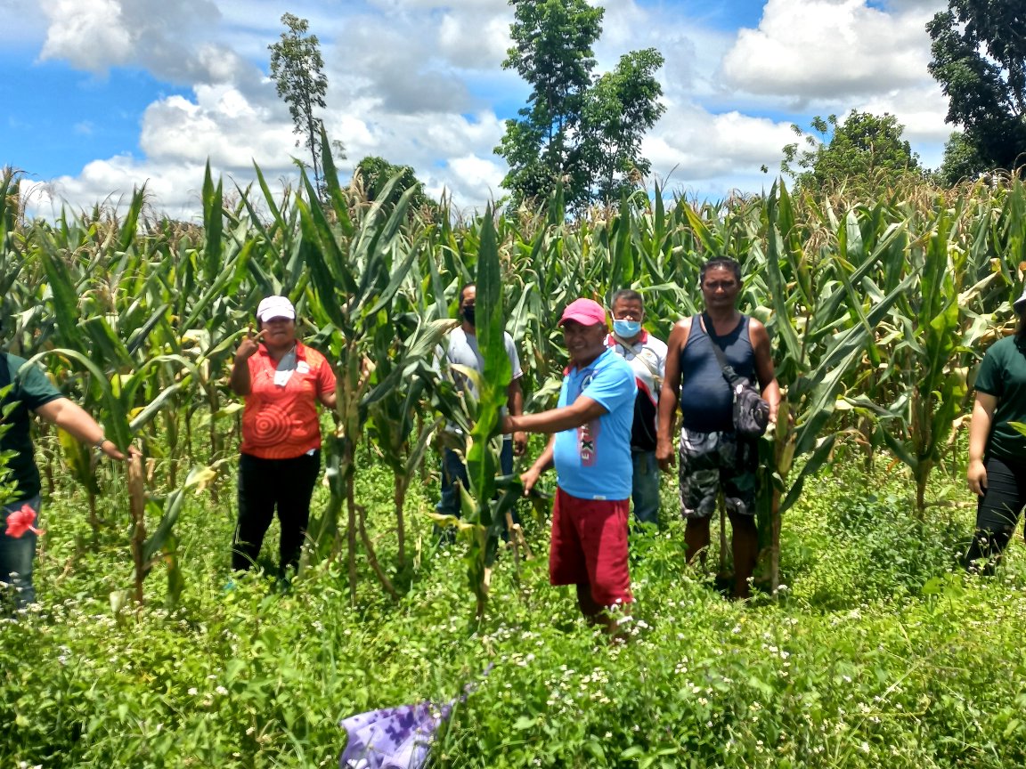 Two FAs from Sultan Kudarat accumulate Php 604K from corn project