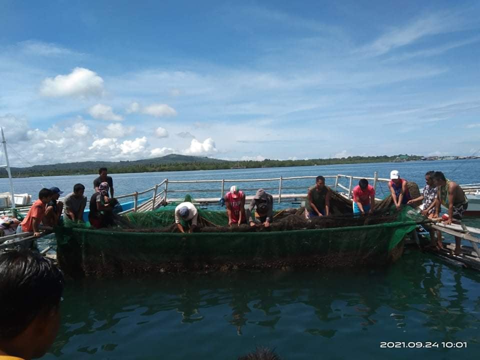 Bohol fishers earn Php 288K through DA-SAAD milkfish culture project