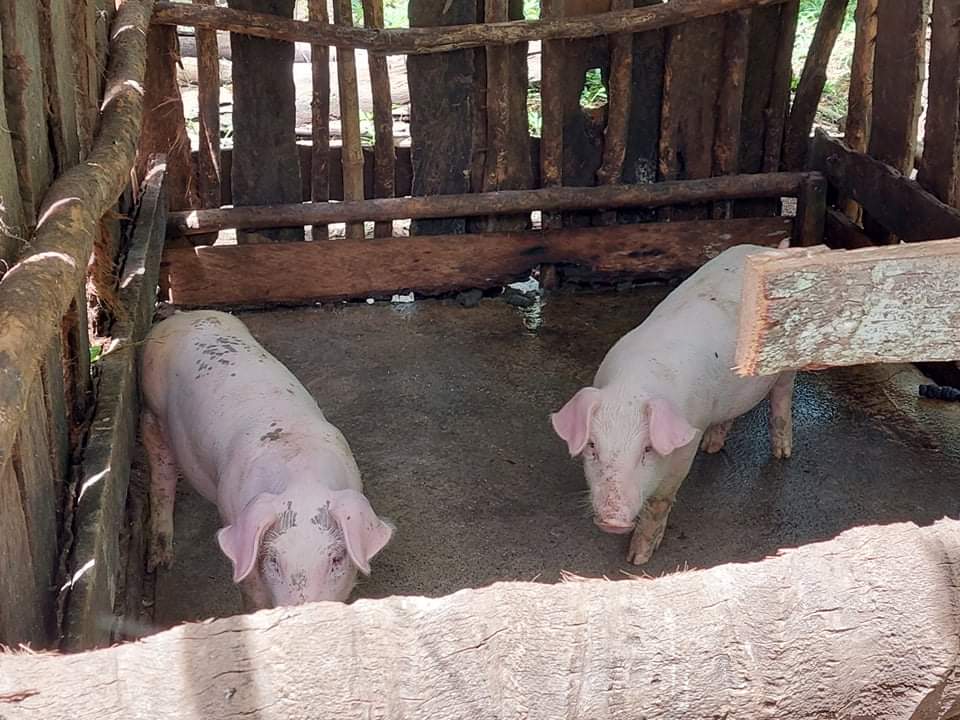 Elder in Linamon, LDN earns Php 20K from selling pigs