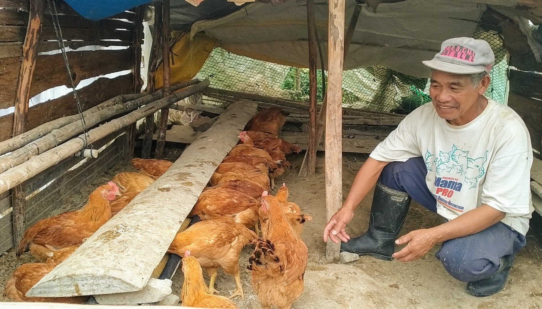 Mountain Province elder earns from DA-SAAD chicken production project