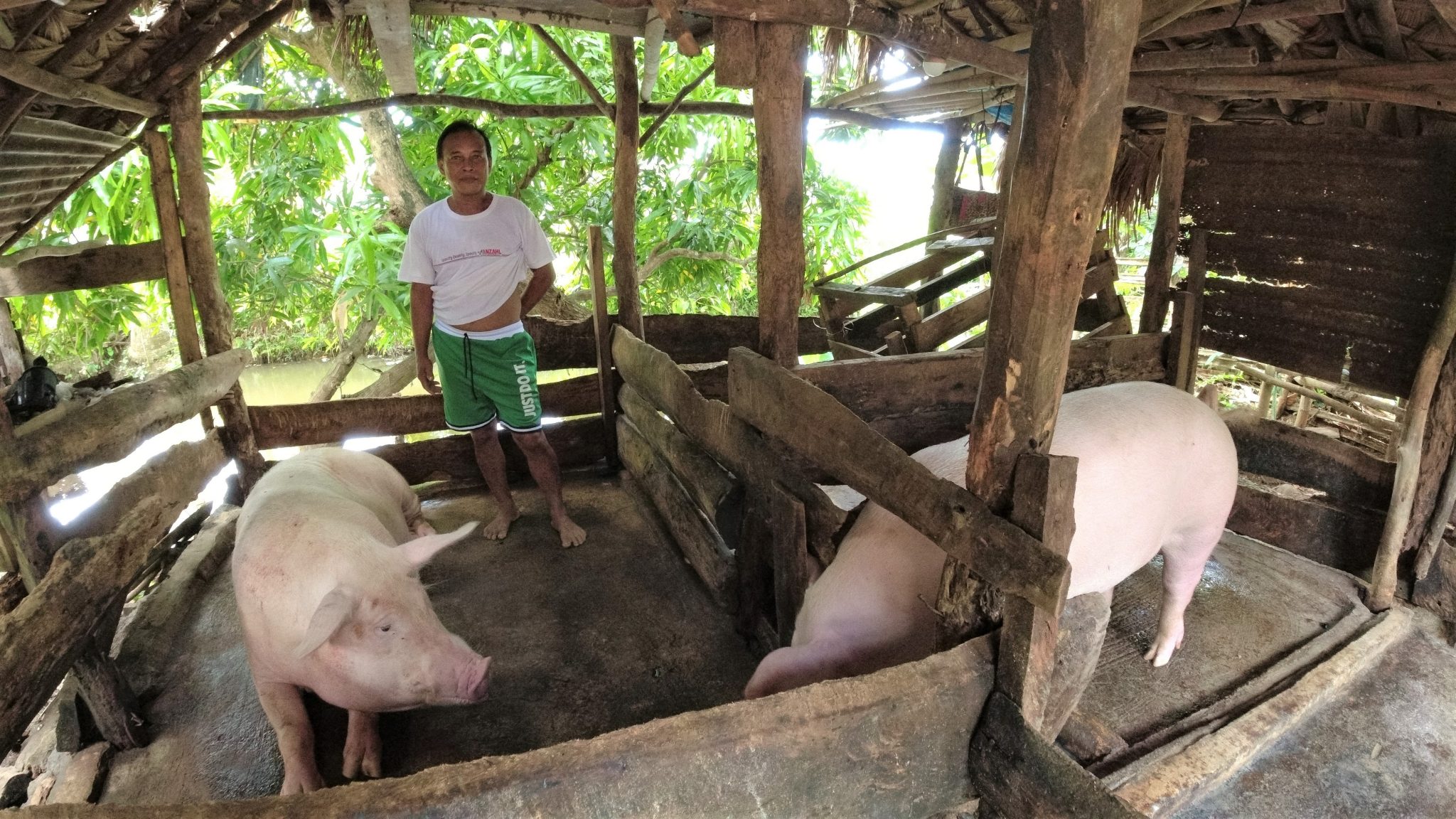Senior Citizen Swine Production Project in Sorsogon earns Php 78K
