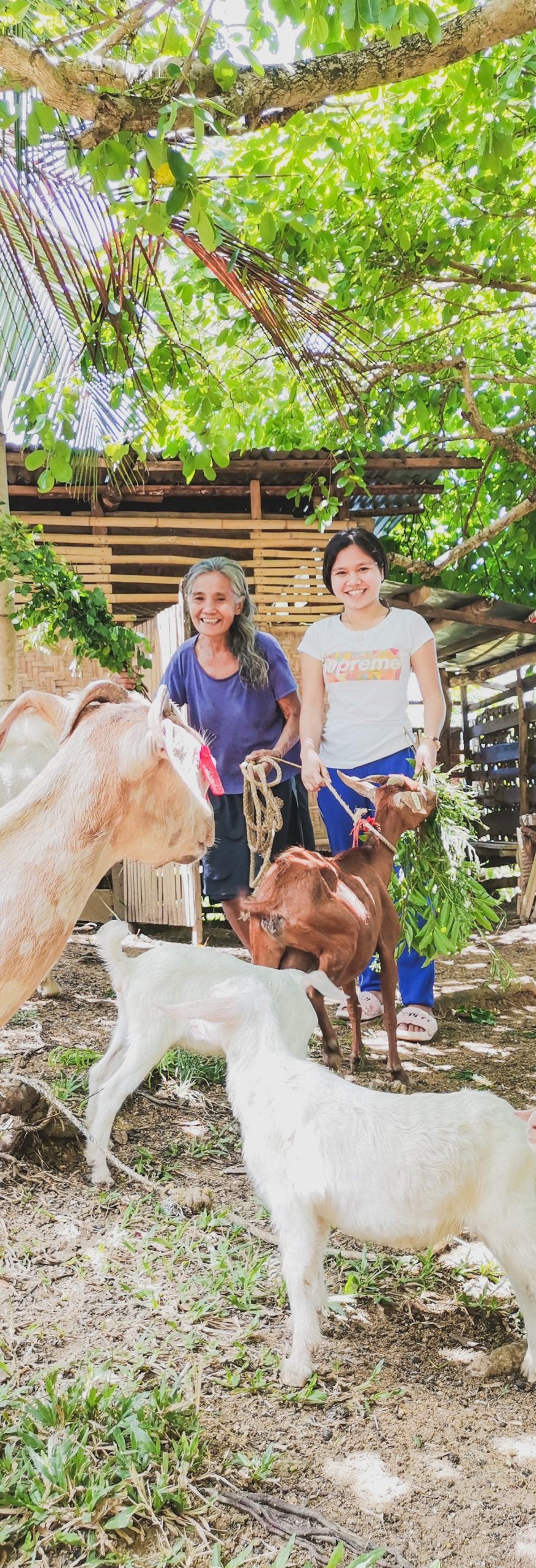Dedicated, selfless Nanay Lucy in her DA-SAAD goat production journey