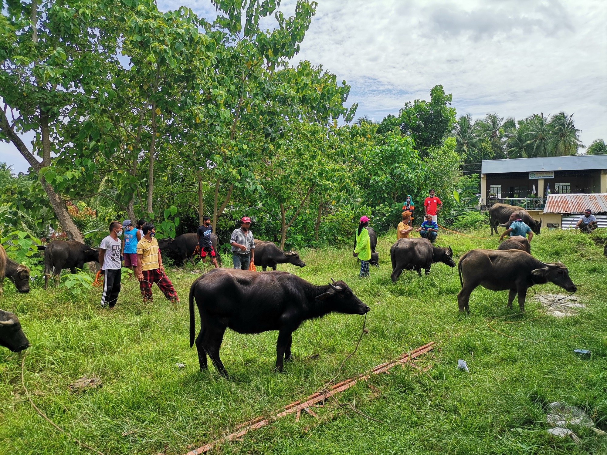 60 Bohol farmers receive Php 2.1M worth of carabaos as draft animals