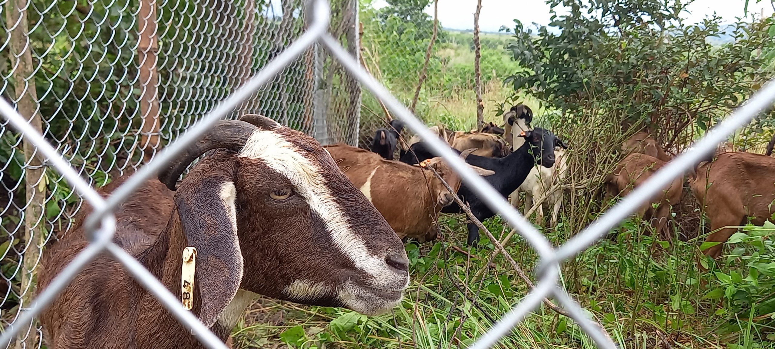 Strengthening goat production in Rizal, Kalinga