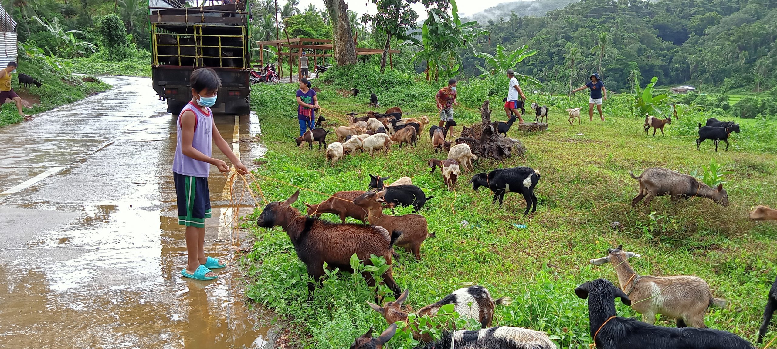 98 Catanduanes goat raisers receive Php 5.7M production inputs
