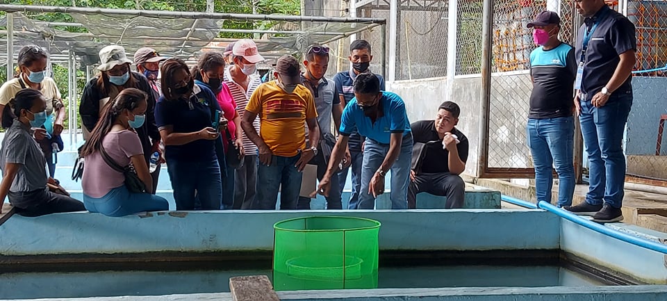 Management training for 19 Agusan del Sur tilapia hatchery operators conducted