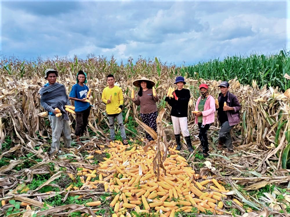 Cotabato corn farmers earn Php 4.1M from second cropping