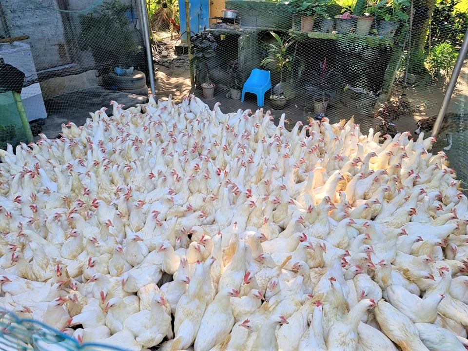 7 Sultan Kudarat FAs receive another set of layer chickens