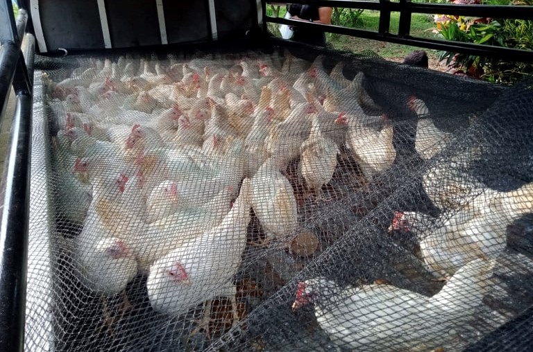 10 Cotabato FAs to produce fresh chicken eggs