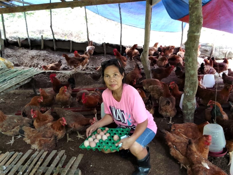 Sorsogon farmers earn from DA-SAAD’s chicken production project