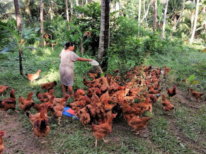 Matnog and Sta Magdalena farmers earn from poultry project
