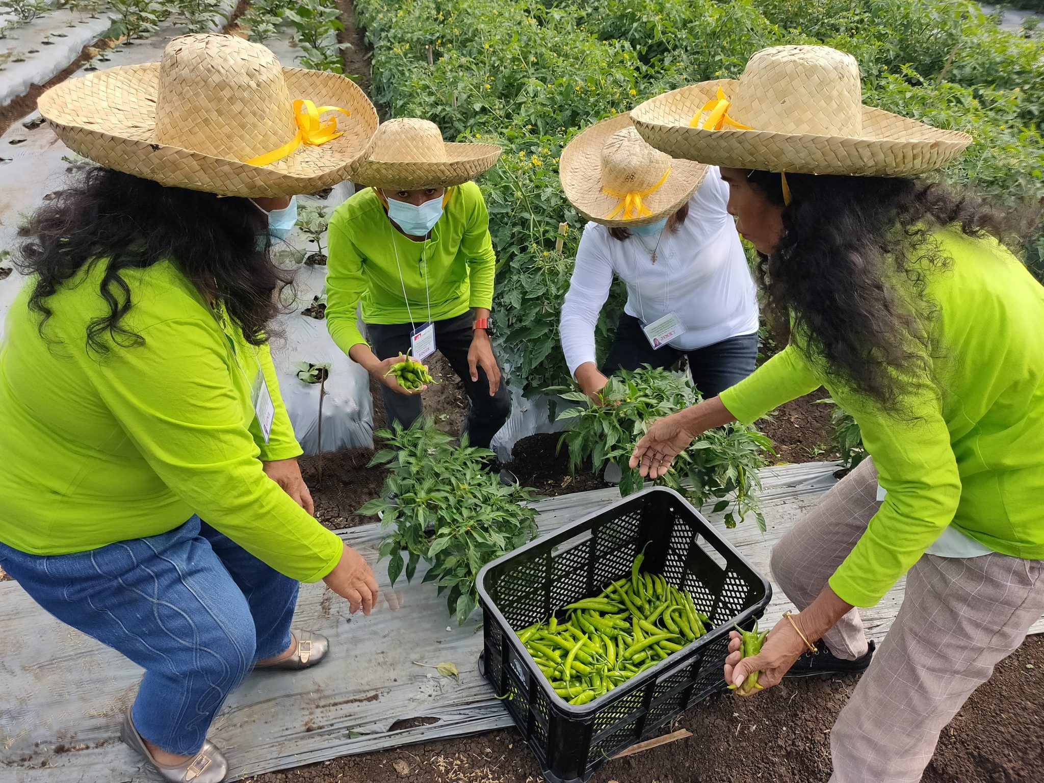 Masbate high-value crops farmers graduate from the Season-Long FFS