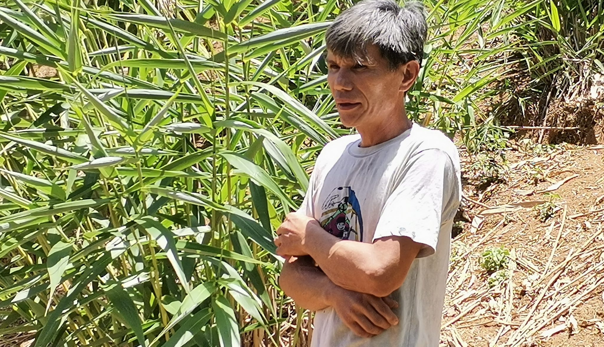 Tiger Grass flourish in Natonin, Mountain Province