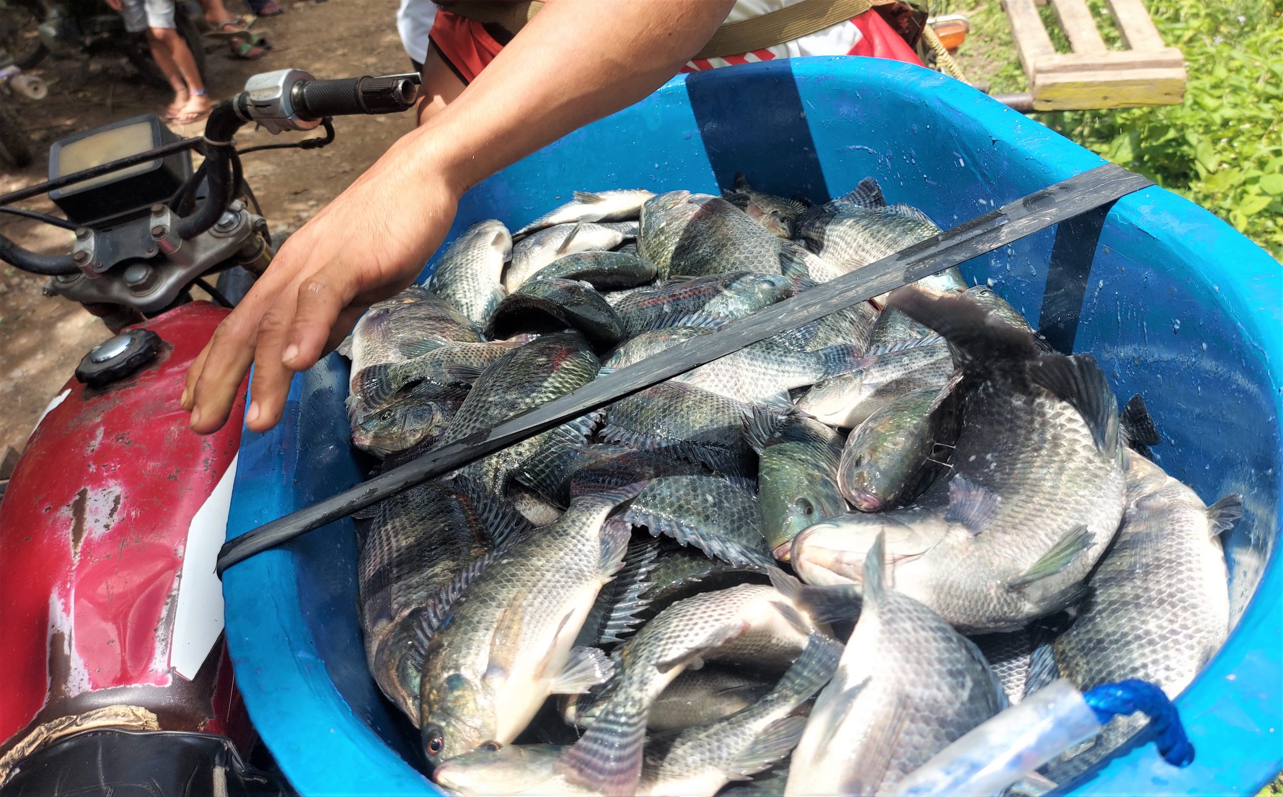 44 rebel returnees earn Php 77k from BFAR-SAAD’s tilapia grow-out culture project