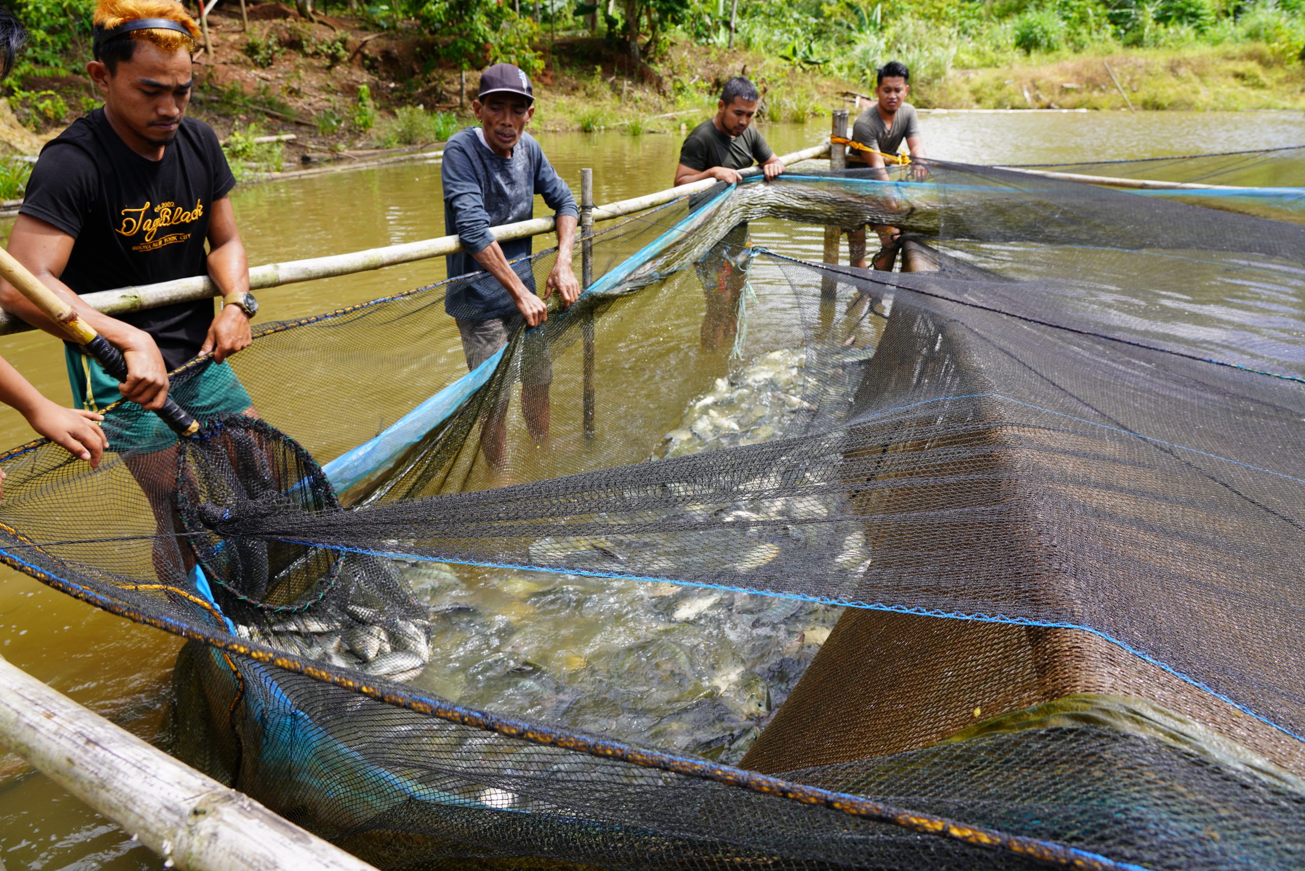 41 IP youth members earn Php 89k from BFAR-SAAD’s tilapia grow-out culture