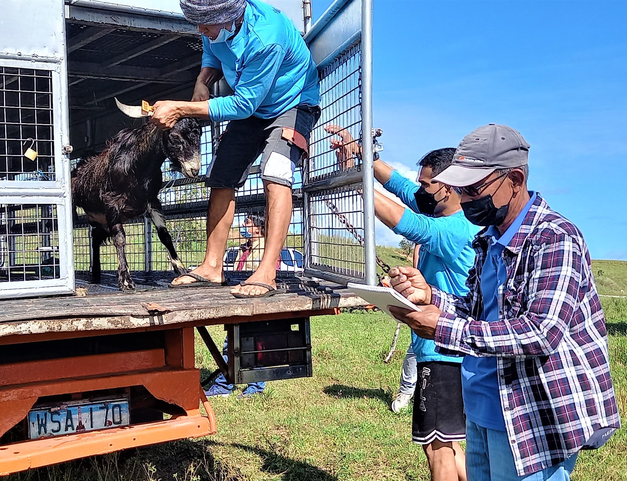 Kalinga FA receives upgraded goat stocks from DA-SAAD CAR