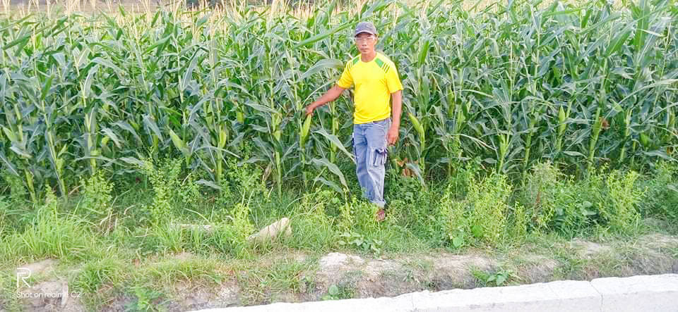 Farmer earns Php 46K from corn production