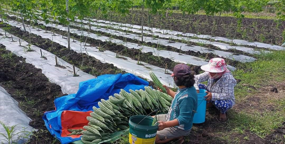 Community vegetable hub, San Pascual FA earns Php 1.3M
