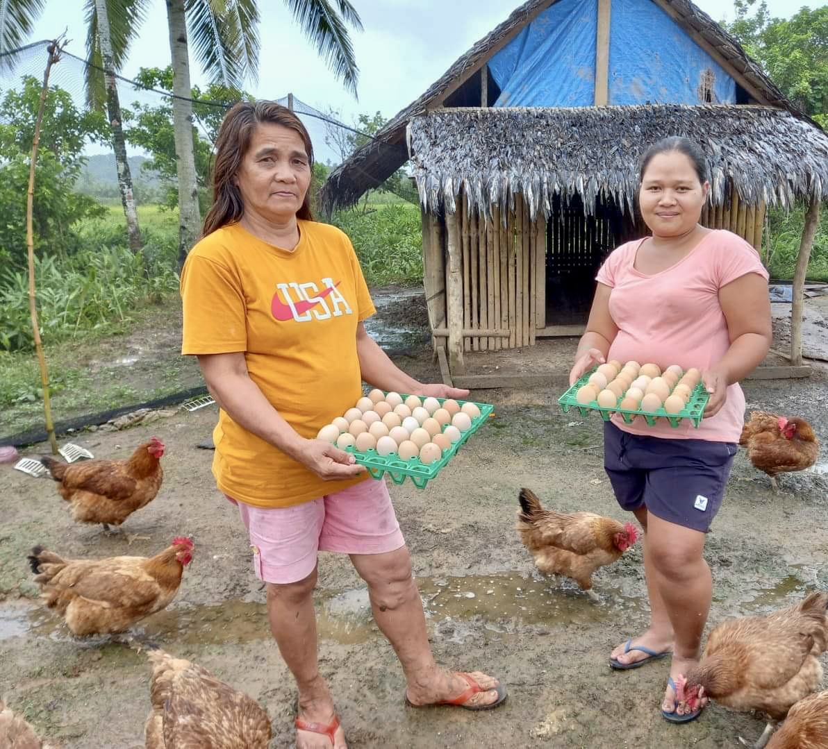 Hatching results, DA-SAAD continues to support poultry ventures of Bicolano farmers