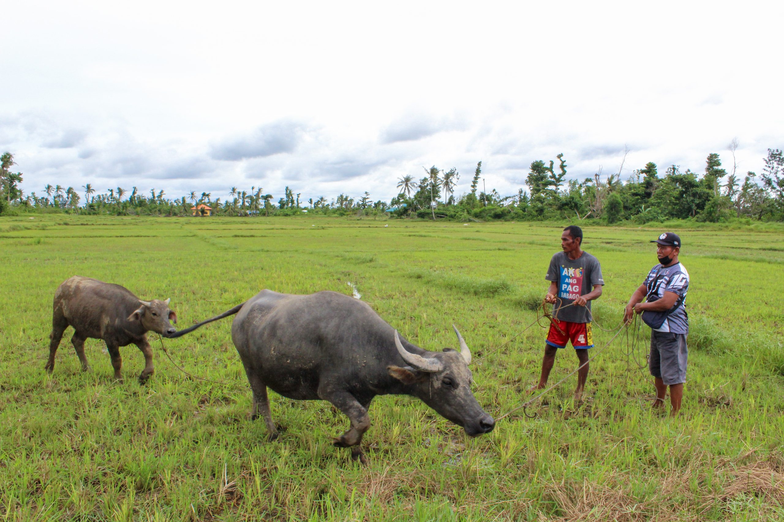 Carabao roll-over scheme engages more Bohol farmers to production