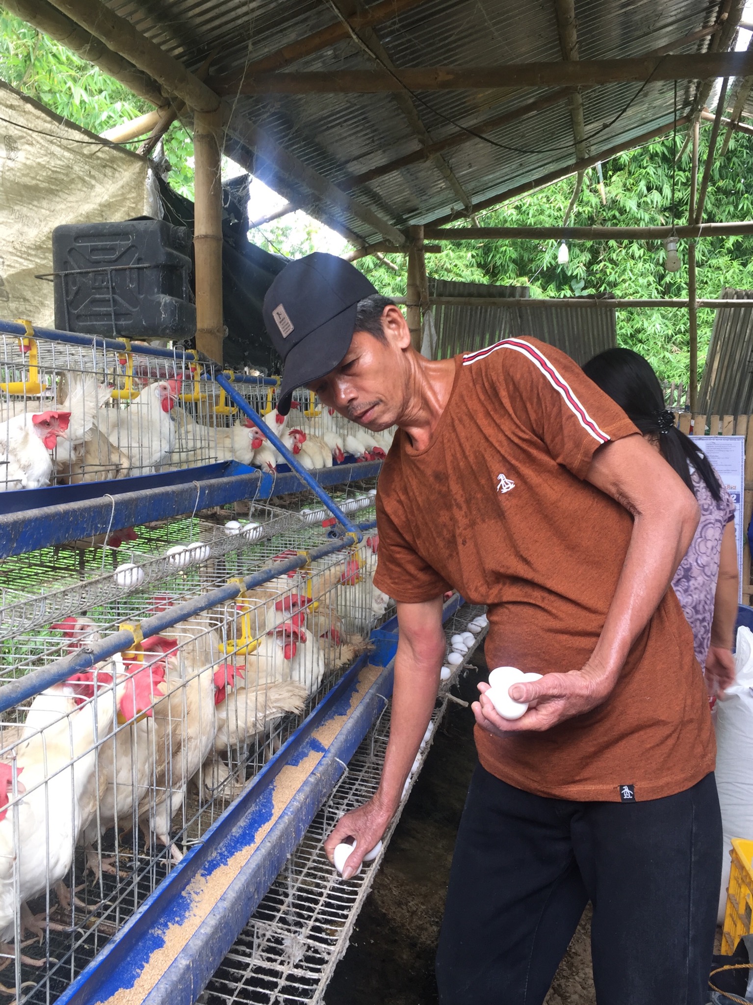 Simply egg-ceptional: San Remigio farmers net Php 95K income from egg production