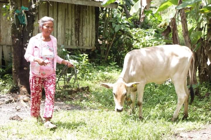 DA-SAAD 9 delivers Php 898K worth of cattle dispersal project to ZDN farmers