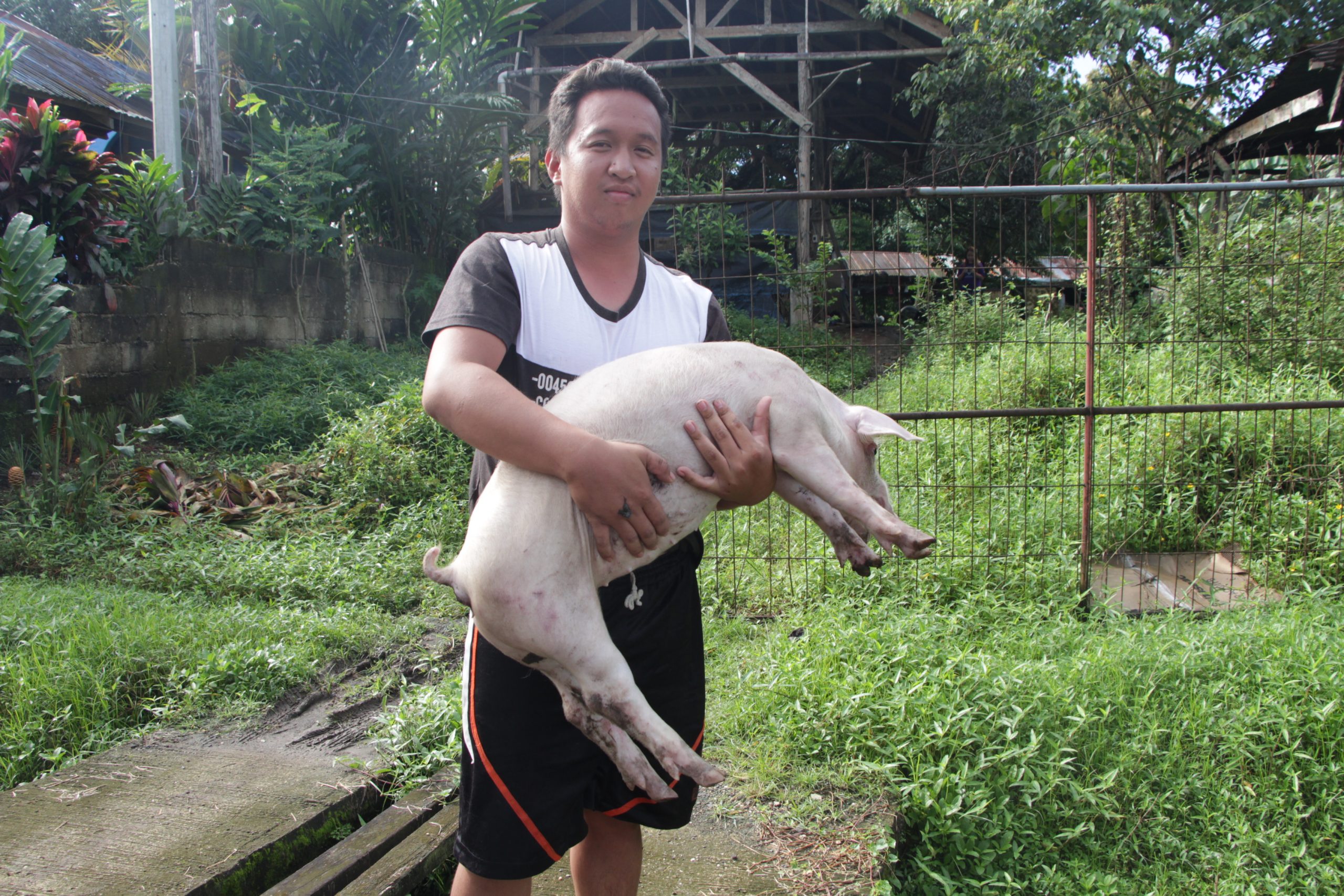 ZDN farmers receive Swine Projects amid ASF threat