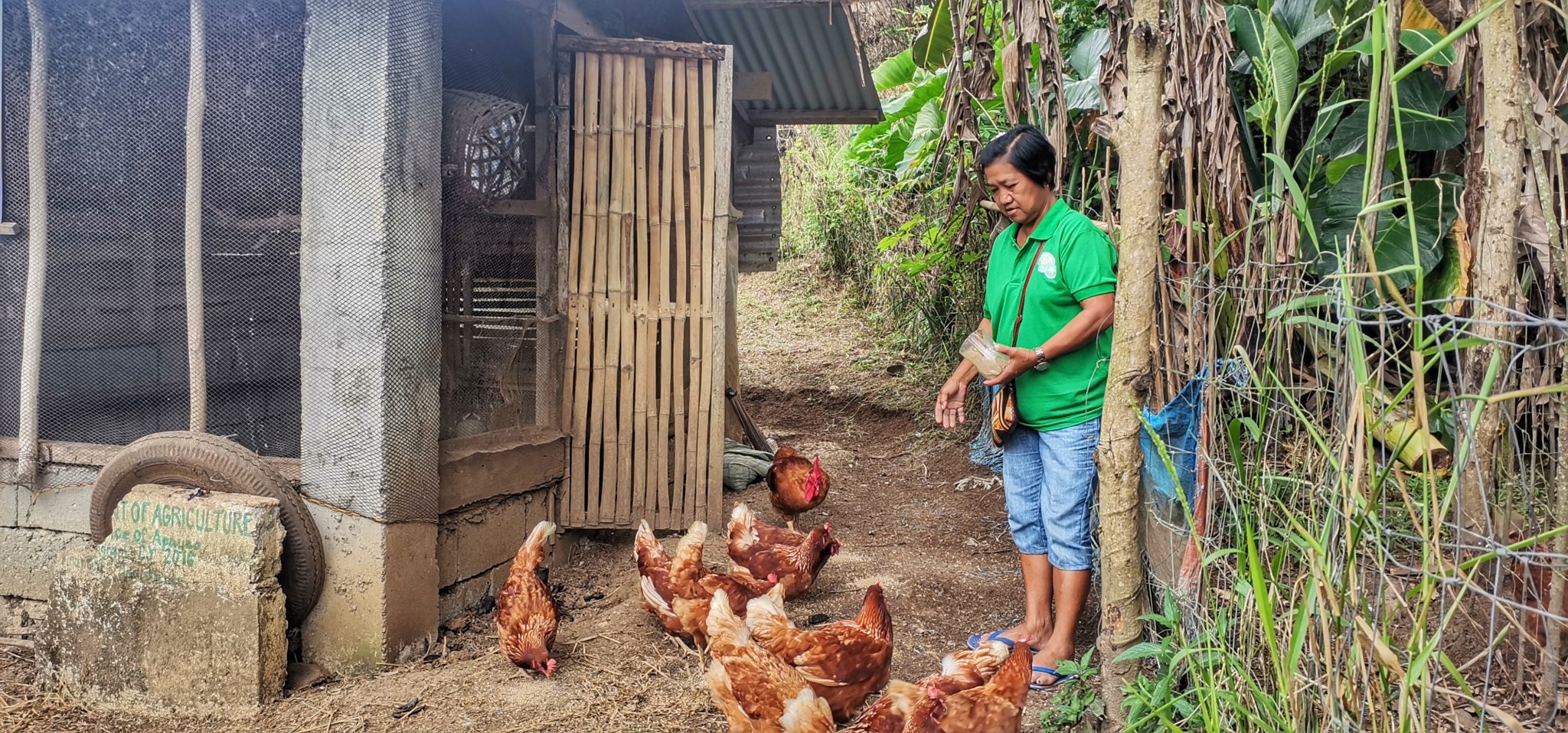 Start-up backyard poultry farming improves Apayao farmers’ income
