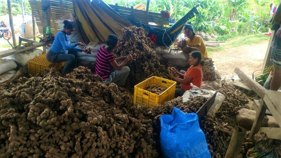 NegOcc organic farmers spice up planting through ginger farming, leading to healthy yield