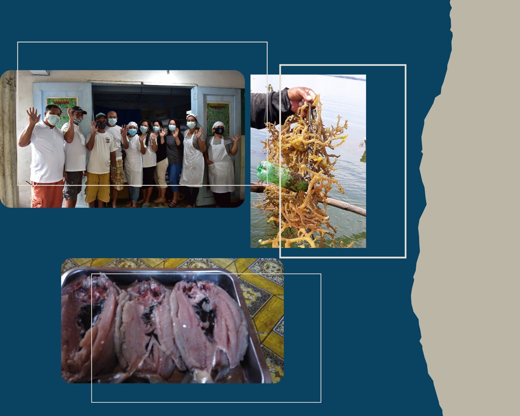SAMMPC’s increasing seaweed and bangus projects