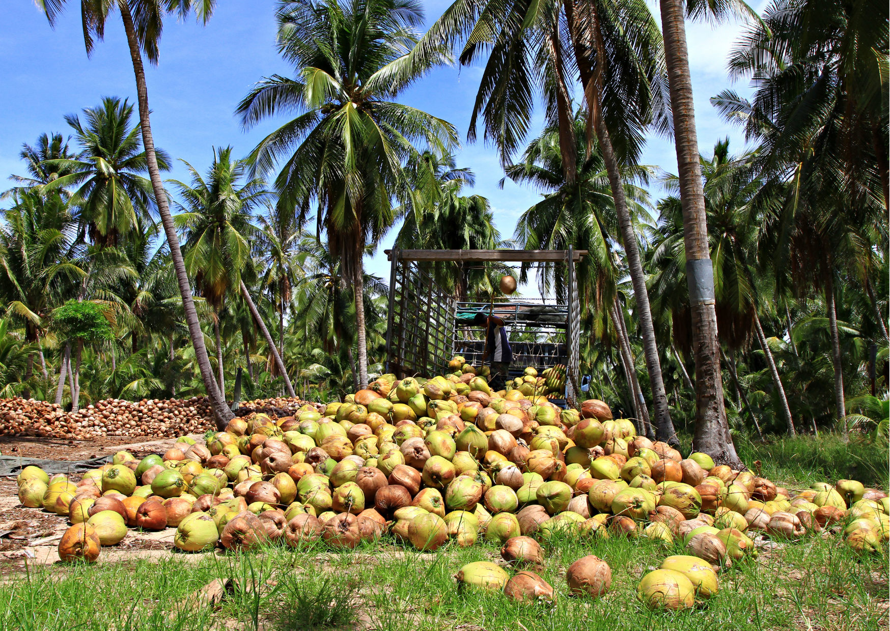 PRRD signs EO 172 tapping P75-B coco levy to modernize, industrialize Phl coconut sector
