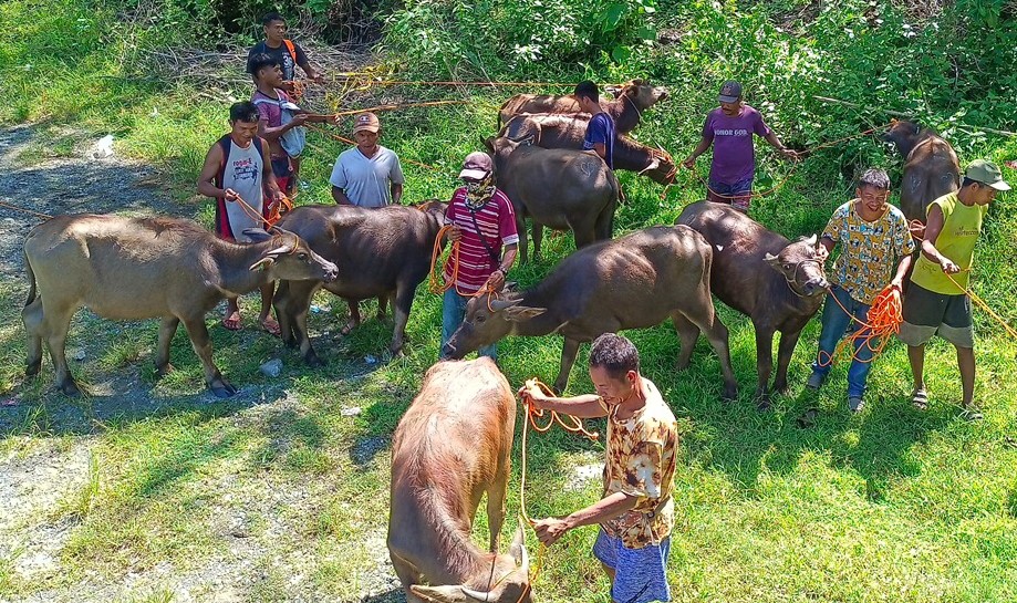 Php 1.9M worth of livestock awarded to 7 DA-SAAD IP FAs in Sablayan