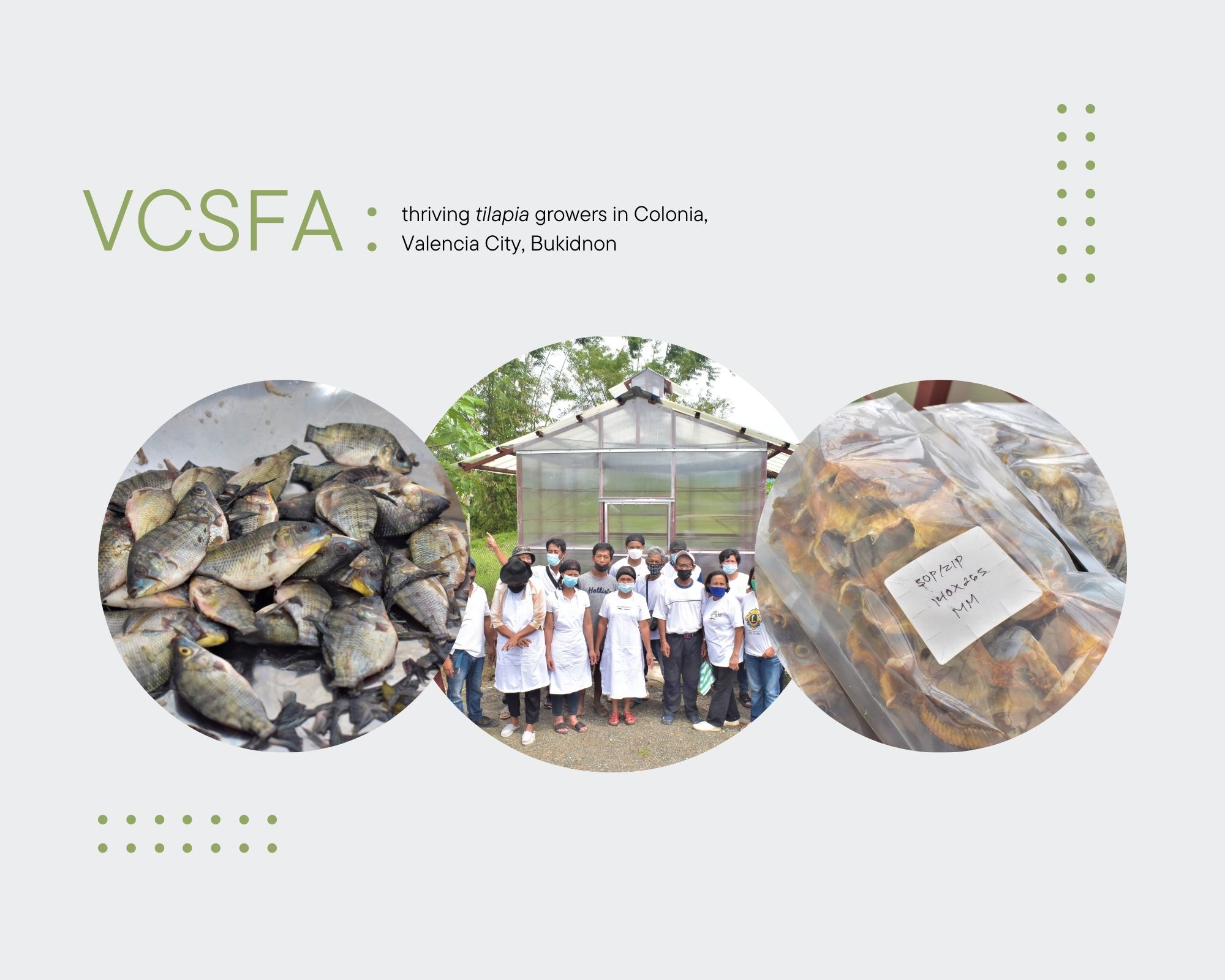 Tilapia production and value addition: A successful enterprise of VCSFA