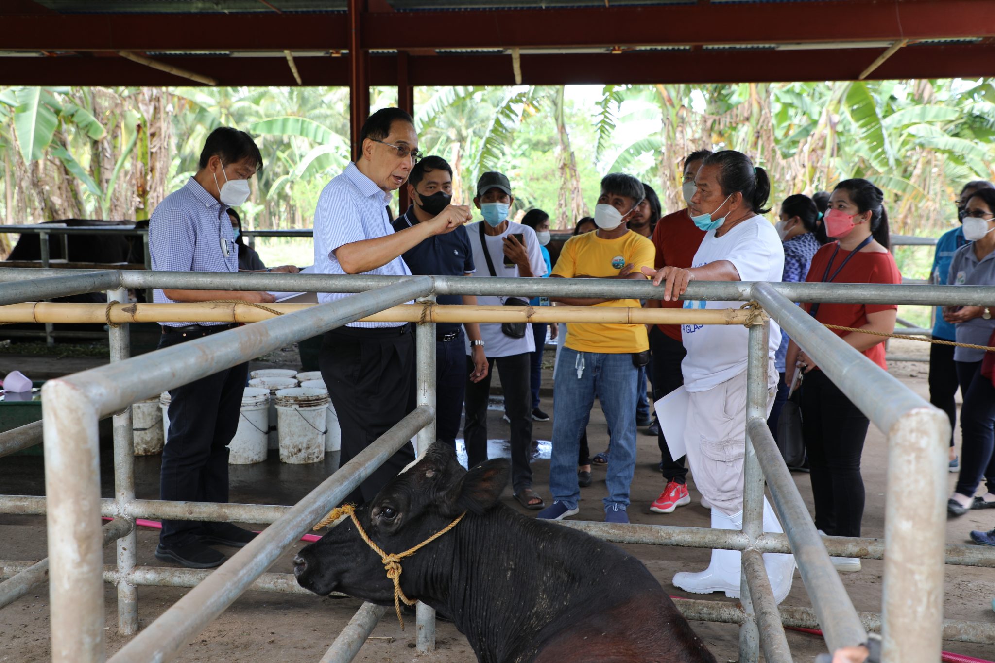 Sairaya dairy multiplier farm nearing completion, to improve CALABARZON dairy industry