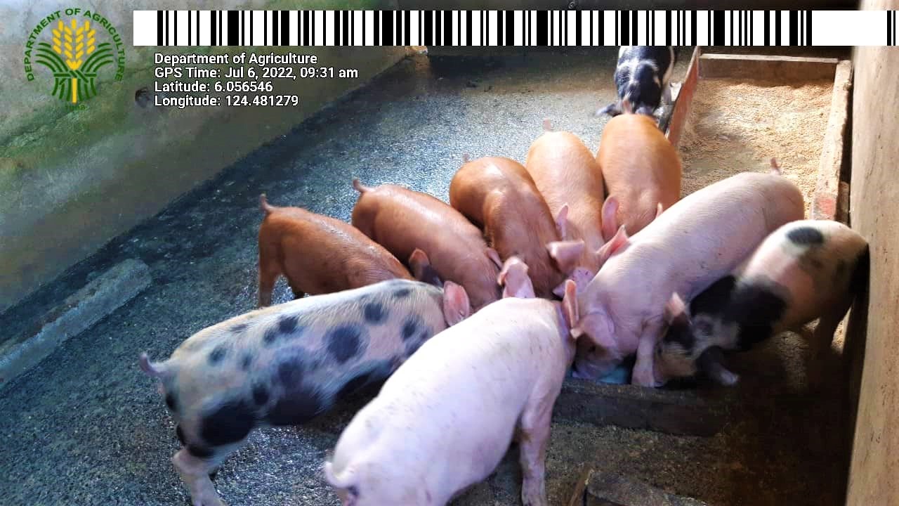 Swine repopulation a startup to 14 Sarangani FAs