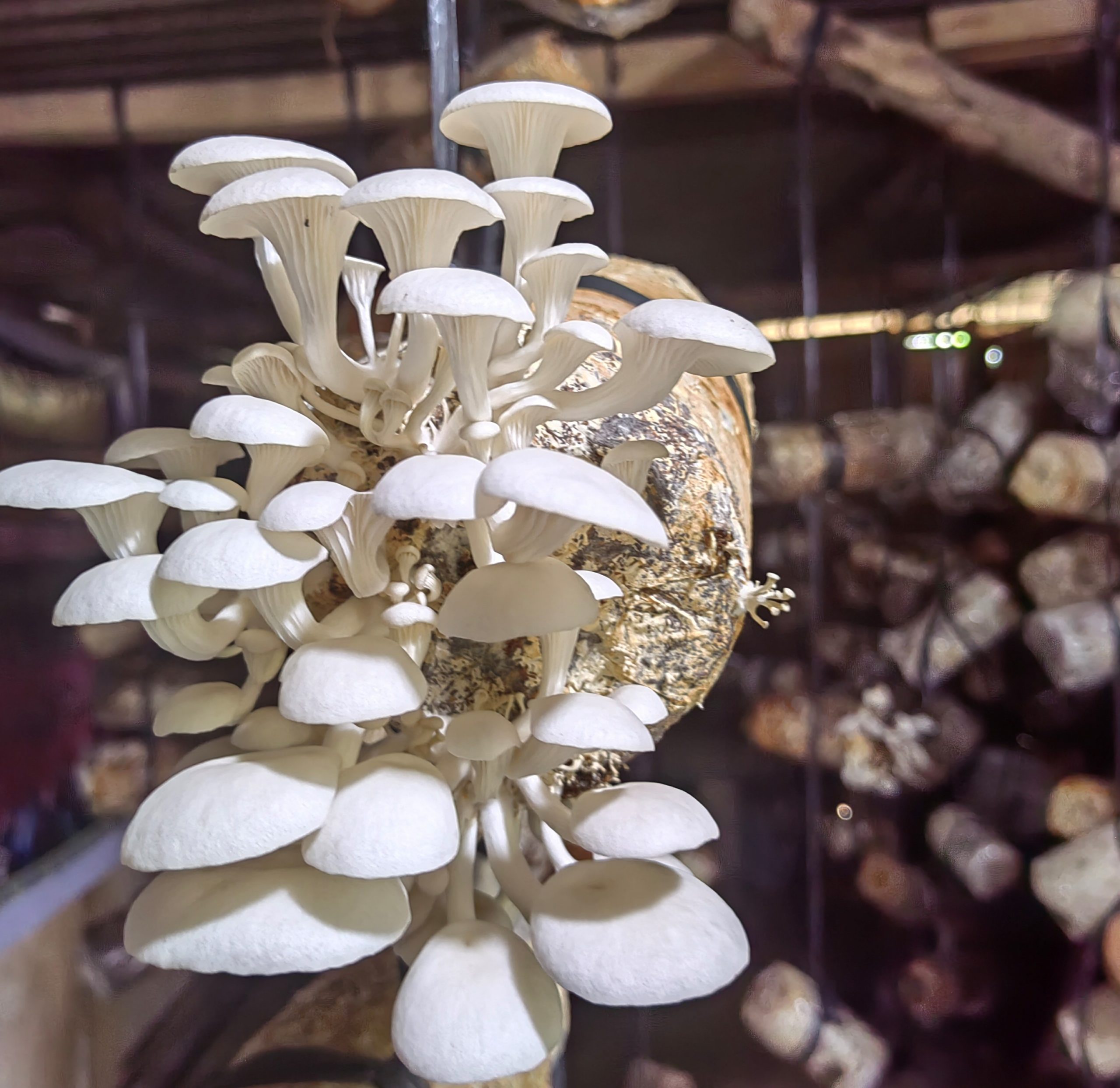Mushroom industry boost for NegOcc thru Php 1.7M-worth SAAD support