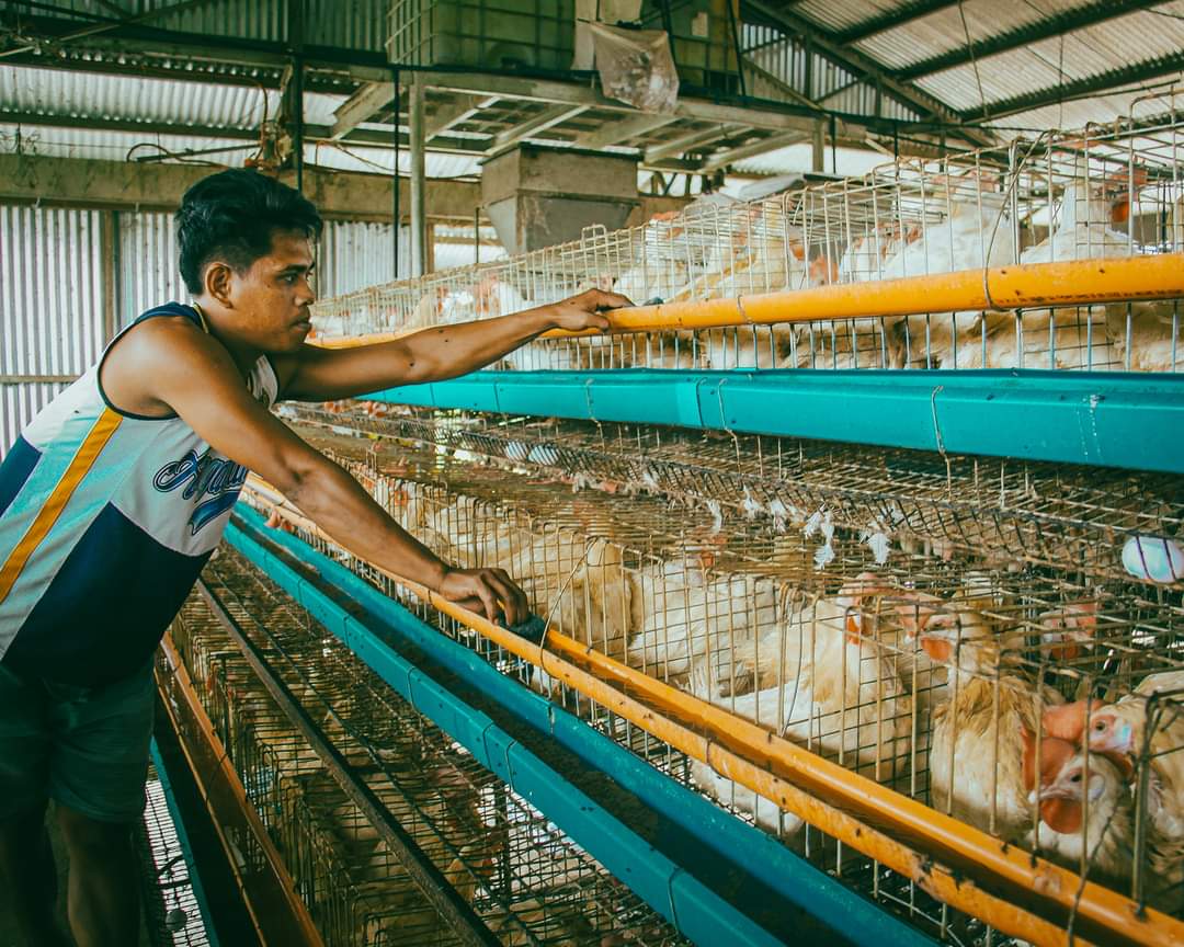 Gov’t takes on measures to counter high prices and low supply of chicken